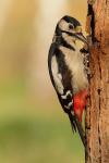 Dzięcioł duży - Dendrocopos major - 오색딱다구리 - Fotografia nr 20110419_6300