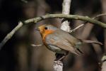 Rudzik - Erithacus rubecula - 꼬까울새 - Fotografia nr 20110420_6399