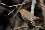 Rudzik - Erithacus rubecula - 꼬까울새 - Fotografia nr 20110420_6414