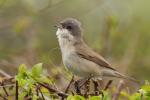 Piegża zwyczajna - Sylvia curruca - 쇠흰턱딱새 - Fotografia nr 20110424_6973