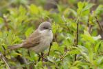Piegża zwyczajna - Sylvia curruca - 쇠흰턱딱새 - Fotografia nr 20110424_7024