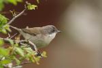 Piegża zwyczajna - Sylvia curruca - 쇠흰턱딱새 - Fotografia nr 20110424_7207