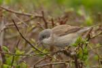 Piegża zwyczajna - Sylvia curruca - 쇠흰턱딱새 - Fotografia nr 20110425_6893