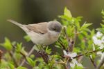 Piegża zwyczajna - Sylvia curruca - 쇠흰턱딱새 - Fotografia nr 20110425_7246