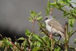 Piegża zwyczajna - Sylvia curruca - 쇠흰턱딱새 - Fotografia nr 20110425_7341