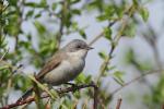 Piegża zwyczajna - Sylvia curruca - 쇠흰턱딱새 - Fotografia nr 20110425_7360