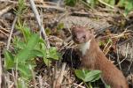 ?asica - Mustela nivalis - Fotografia nr 20110425_7403