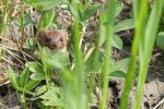 ?asica - Mustela nivalis - Fotografia nr 20110425_7409
