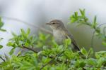 Pierwiosnek zwyczajny - Phylloscopus collybita - 검은다리솔새 - Fotografia nr 20110425_7518