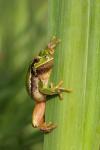 Rzekotka drzewna - Hyla arborea - 유럽청개구리 - Fotografia nr 20110430_7977