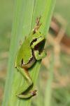 Rzekotka drzewna - Hyla arborea - 유럽청개구리 - Fotografia nr 20110430_8010