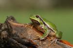 Rzekotka drzewna - Hyla arborea - 유럽청개구리 - Fotografia nr 20110430_8030