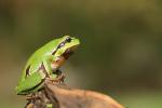Rzekotka drzewna - Hyla arborea - 유럽청개구리 - Fotografia nr 20110430_8069