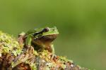 Rzekotka drzewna - Hyla arborea - 유럽청개구리 - Fotografia nr 20110430_8082