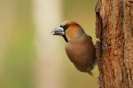 Grubodziób - Coccothraustes coccothraustes - 콩새 - Fotografia nr 20110501_8384