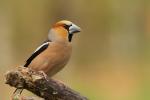 Grubodziób - Coccothraustes coccothraustes - 콩새 - Fotografia nr 20110501_8404
