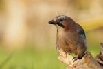 Sójka - Garrulus glandarius - 어치 - Fotografia nr 20110501_8429