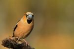 Grubodziób - Coccothraustes coccothraustes - 콩새 - Fotografia nr 20110501_8488