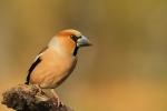 Grubodziób - Coccothraustes coccothraustes - 콩새 - Fotografia nr 20110501_8491