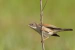 Cierniówka - Sylvia communis - Fotografia nr 20110507_9035