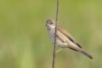 Cierniówka - Sylvia communis - Fotografia nr 20110507_9037
