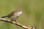Cierniówka - Sylvia communis - Fotografia nr 20110507_9057
