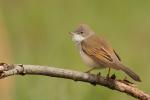 Cierniówka - Sylvia communis - Fotografia nr 20110507_9319