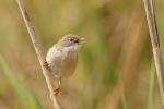 Cierniówka - Sylvia communis - Fotografia nr 20110507_9384