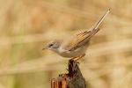 Cierniówka - Sylvia communis - Fotografia nr 20110507_9398