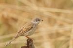 Cierniówka - Sylvia communis - Fotografia nr 20110507_9446