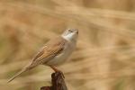 Cierniówka - Sylvia communis - Fotografia nr 20110507_9454