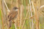Cierniówka - Sylvia communis - Fotografia nr 20110507_9466