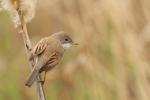 Cierniówka - Sylvia communis - Fotografia nr 20110507_9475