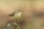 Pierwiosnek zwyczajny - Phylloscopus collybita - 검은다리솔새 - Fotografia nr 20110508_9548