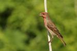 Dziwonia zwyczajna - Carpodacus erythrinus - 적원자 - Fotografia nr 20110520_0754