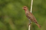 Dziwonia zwyczajna - Carpodacus erythrinus - 적원자 - Fotografia nr 20110520_0791