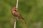 Dziwonia zwyczajna - Carpodacus erythrinus - 적원자 - Fotografia nr 20110520_0796