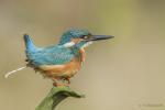 Zimorodek zwyczajny - Alcedo atthis - 물총새 - Fotografia nr 20140809_8378