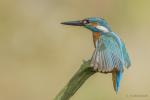 Zimorodek zwyczajny - Alcedo atthis - 물총새 - Fotografia nr 20140809_8401