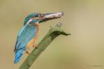 Zimorodek zwyczajny - Alcedo atthis - 물총새 - Fotografia nr 20140809_8435