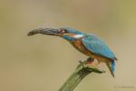 Zimorodek zwyczajny - Alcedo atthis - 물총새 - Fotografia nr 20140809_8456